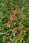 Scarlet Indian paintbrush